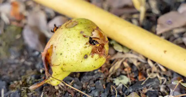 Привлекает ос на участок и обилие загнивающей или забродившей падалицы