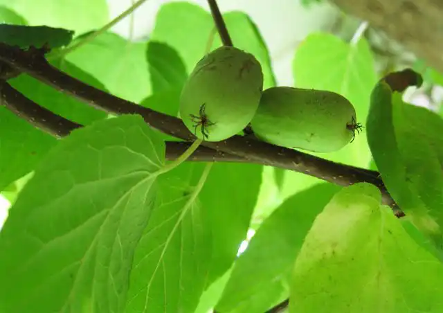 Актинидия коломикта "Университетская"