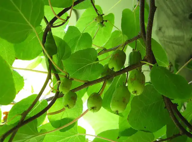 Актинидия коломикта "Изобильная"