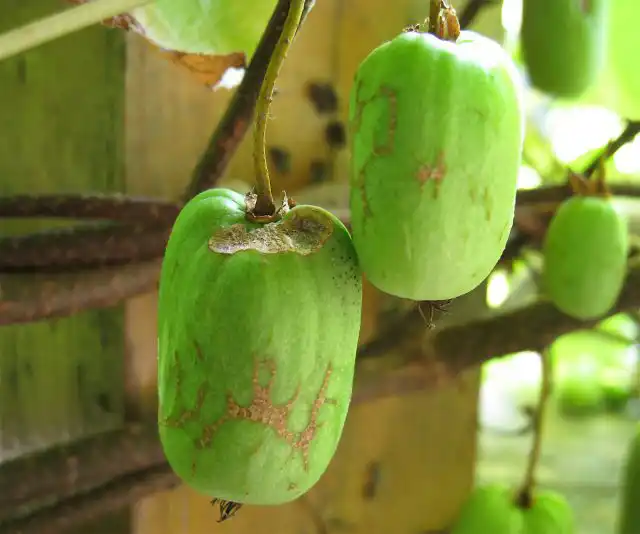 Актинидия коломикта "Монетка"