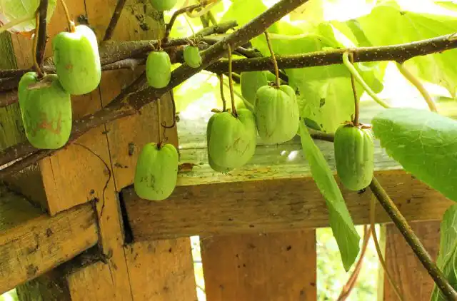 Актинидия коломикта "Клара Цеткин"