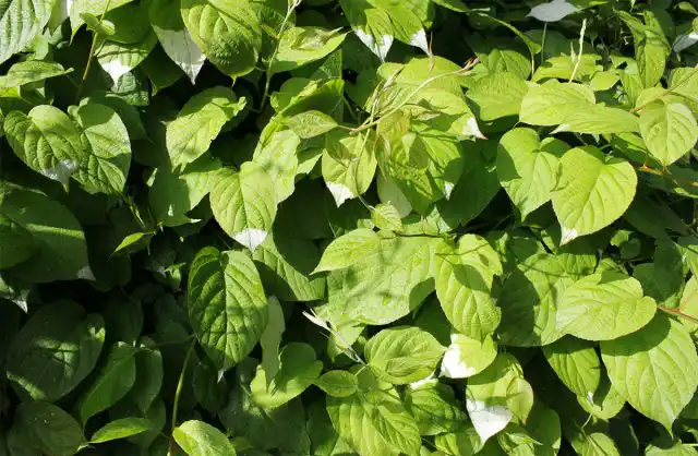 Актинидия коломикта "Сентябрьская"