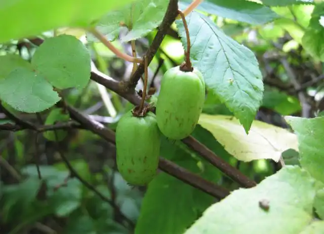 Актинидия коломикта "Рекорд"