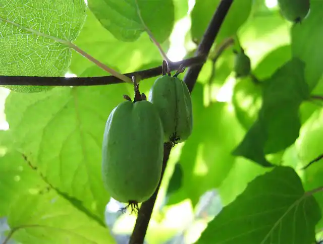 Актинидия коломикта "Ранняя заря"