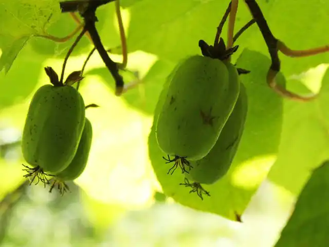 Актинидия коломикта "Прелестная"