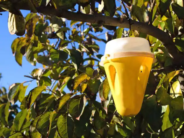 К минусам относится и необходимость регулярной очистки от выловленных вредителей