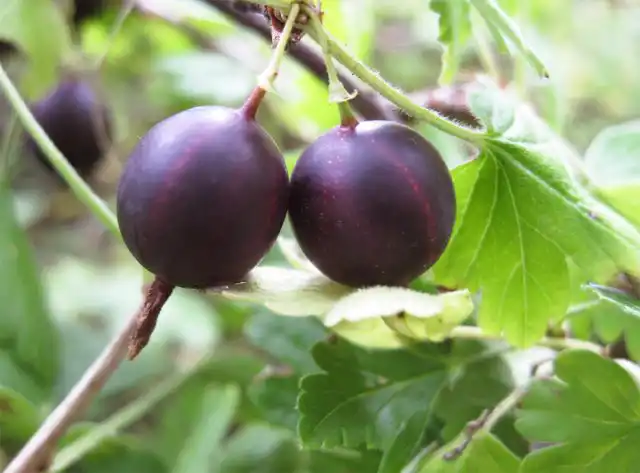 Крыжовник "Колобок"