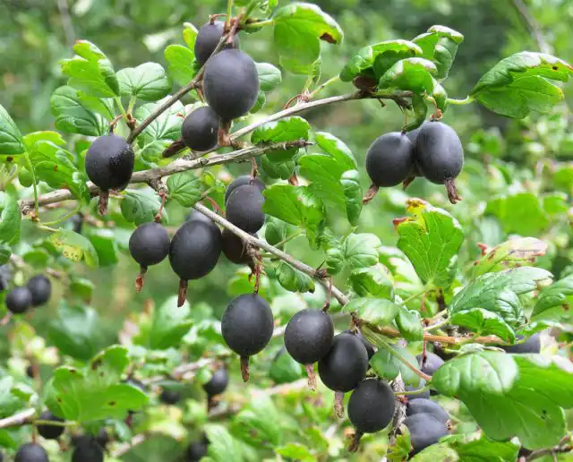 Крыжовник "Черномор"