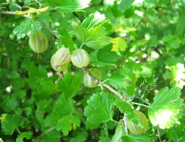 Крыжовник "Малахит"