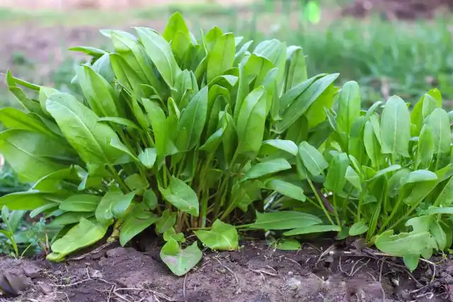 На українських огородах наиболее распространены сорта щавеля кислого (Rumex acetosa), требующие присмотра из-за склонности к экспансии