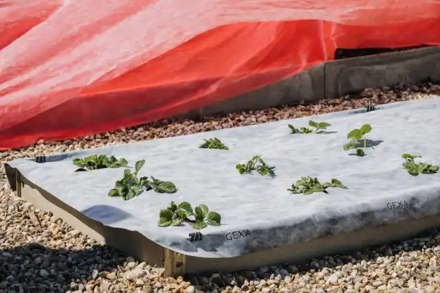 Нетканая мульча защищает корни от промерзания и перегрева, а в период плодоношения – исключает контакт плодов с землёй