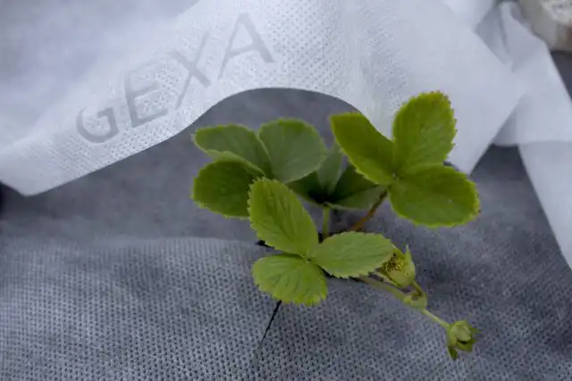 Сначала растения укрывали материалом не используя дуги, затем, по мере роста кустиков, материал приподнимали над ними с помощью металлических дуг