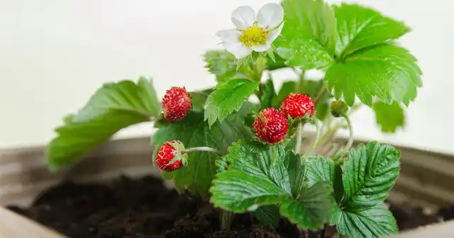 Клубника длинного и нейтрального светового дня – это, как правило, ремонтантные сорта и гибриды