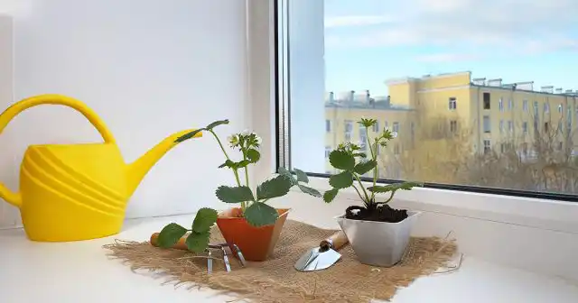 Нет ничего проще, чем взять с готовых кустов несколько усов с розетками и укоренить их дома в горшках