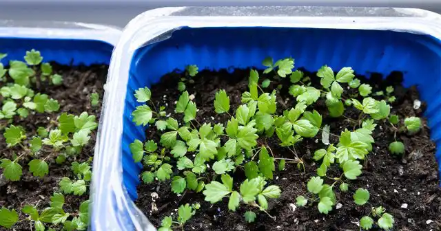 На южных подоконниках клубнике будет комфортно с апреля по сентябрь