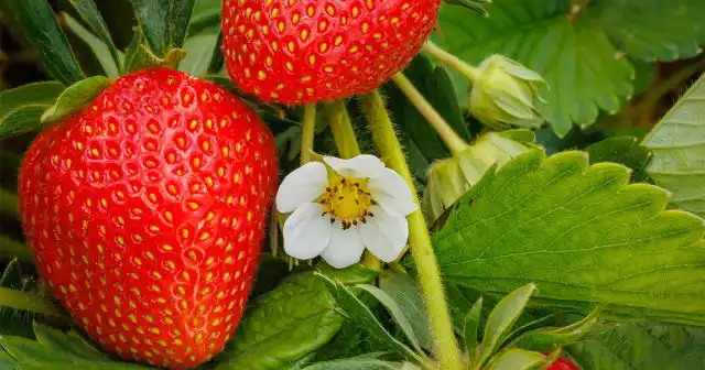 После таких подкормок вам останется только отслеживать ситуацию с вредителями и болезнями, да регулярно поливать клубнику