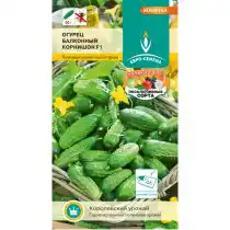 «Балконный корнишон» может успешно выращиваться не только в теплицах, но и в домашних условиях