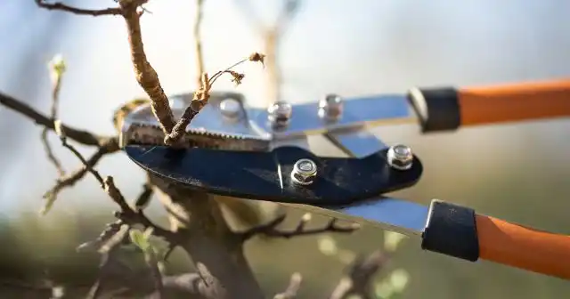 Обрезка позволяет и снизить расход препаратов, и минимизировать дальнейшие физические затраты за счёт уменьшения объёма крон деревьев