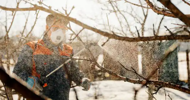 Первая обработка направлена, в основном, на уничтожение различных патогенных микроорганизмов и, частично, зимующих вредителей
