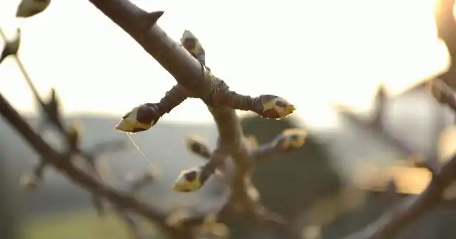 В стадии «зелёного конуса» начинаются активные профилактические обработки от вредителей