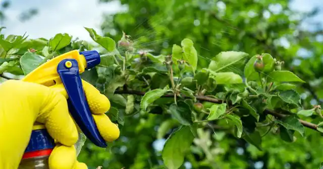 Если вы найдёте время, чтобы провести все четыре обработки, то вредители и болезни не помешают получить хороший урожай, а сад будет здоровым