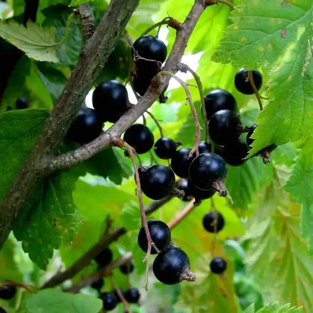 Сорт черной смородины «Багира»