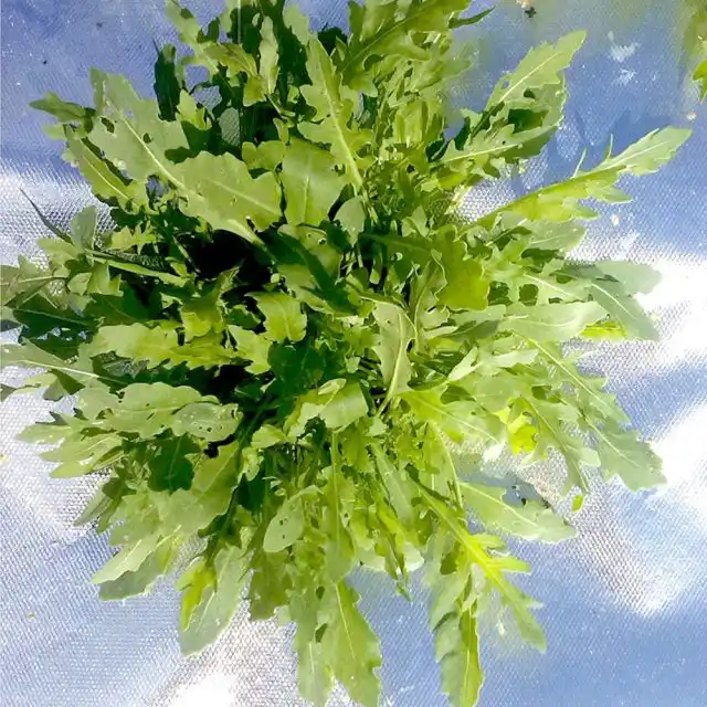 Фольгированная мульча отражает солнечные лучи на растения, обеспечивает их необходимым количеством света