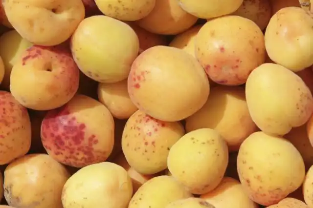 Поколение гибридов слив и абрикосов, в которых выше доля абрикоса, называется априумом