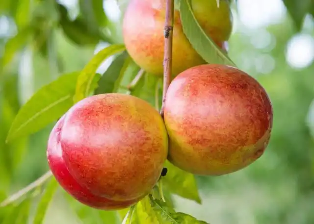 Тройной гибрид сливы, персика и абрикоса называется нектакотум, или шарафуга