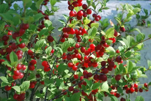 Между собой войлочная и песчаная вишни тоже довольно ловко скрещиваются - сорт "Алиса"