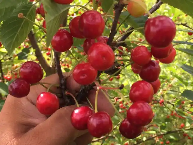 Гибрид войлочной вишни с миндалём трёхлопастным называется афлоцеразус