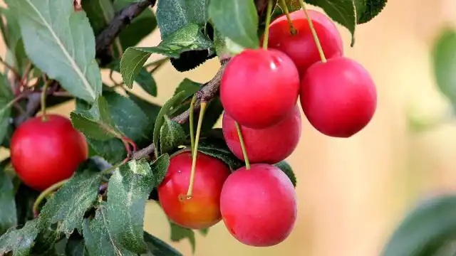 Слива русская получена гибридизацией алычи с китайской, уссурийской и американской сливами