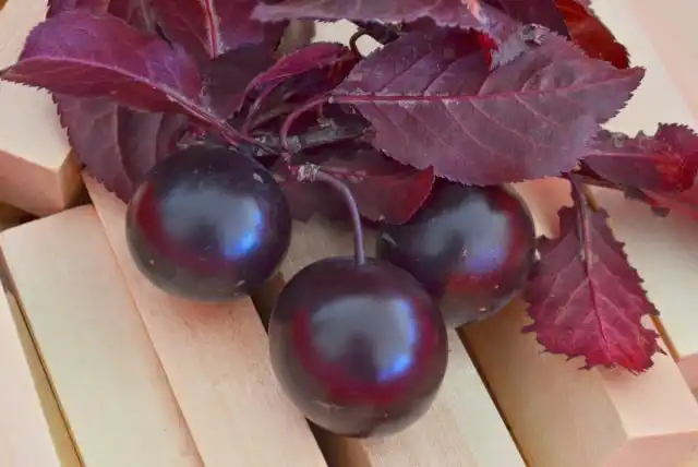 Для морозных регионов на Алтае выведены гибриды алычи с уссурийской и канадской сливами