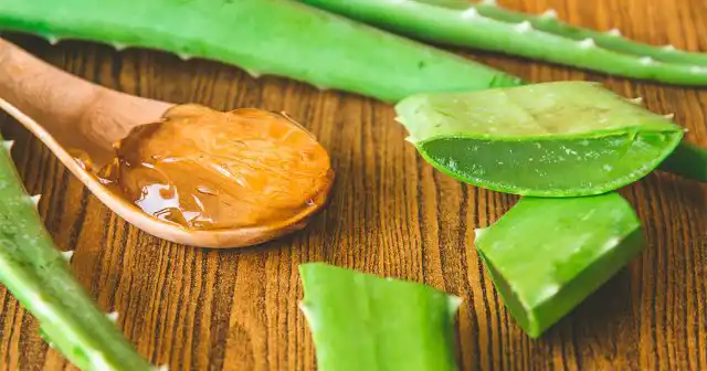 Сок алоэ в воде тоже действует, как лёгкий биологический стимулятор и фунгицид