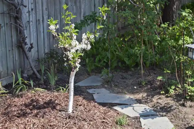 Регулярной обрезкой из некоторых пирамидальных карликов можно-таки сформировать почти настоящую колонну