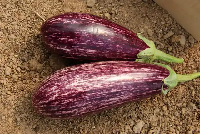 Урожайность баклажана «Лейре» поражает: под укрытием сорт может дать до 13,5 кг плодов с 1 м2!