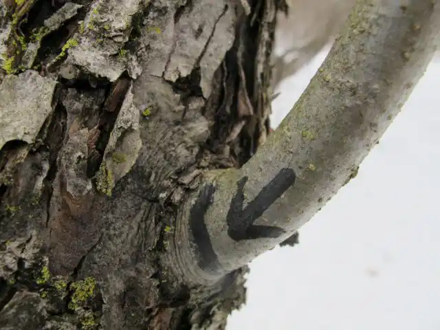 Если побег или взрослая ветка удаляются целиком, спил выполняется по наружному краю кольца, наплыва в основании ветки