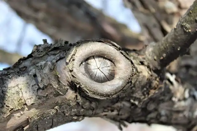 Если срез сделан аккуратно, тогда камбий нарастит по периметру коровый валик, прикрывая самые уязвимые зоны раны