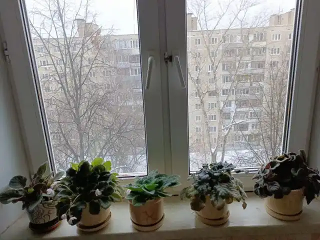 Наш подоконник до всех этих обсуждений
