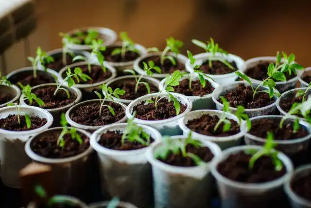 Большинство пряных трав прекрасно растут в пластиковых стаканчиках долгое время, но более крупные растения нужно будет пересадить впоследствии