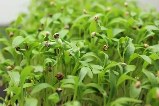 Микрозелень кинзы богата витаминами А, В, С и К. Она также содержит достаточное количество кальция, железа, калия и цинка