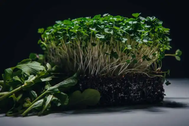 В микрозелени рукколы содержатся антиоксиданты, значительное количество меди и витаминов А, С и К, которые помогают снизить кровяное давление, способствуют здоровью костей и выводят токсины