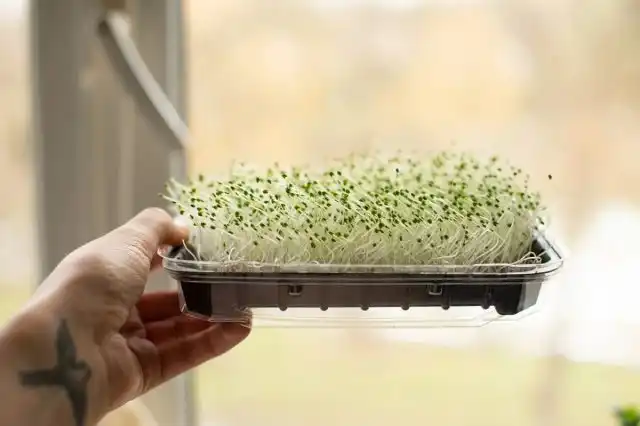 Микрозелень чиа считается одним из самых полезных продуктов на планете, так как поддерживают здоровую функцию пищеварения и снижают риск развития диабета