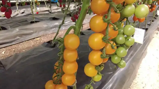 Томат «Золотой поток F1»