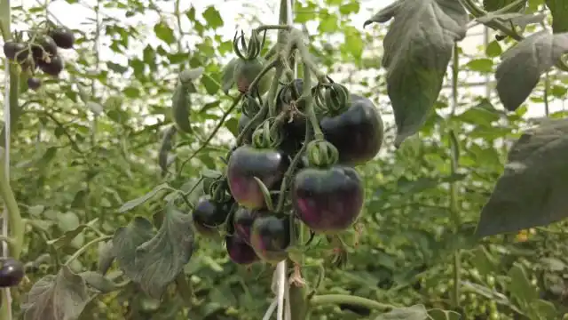 Томат «Чёрный дракон F1»