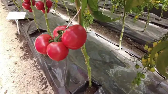 Томат «Розовый рай F1»