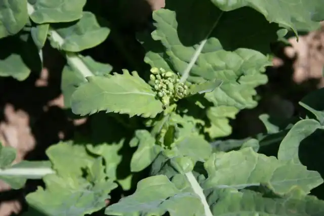 Рапс имеет листовые разновидности, всходят которые споро, дней через 20-25 можно есть листики