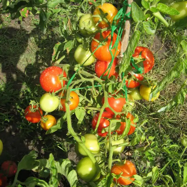 С «Катей» я не расстаюсь уже много лет благодаря мощным кустам и вкусным плодам