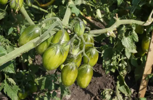 У томата черри «Зеленый тигр» сладкий и фруктовый вкус, совсем непохожий на помидорный