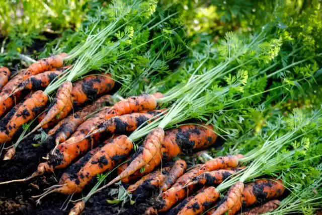 Вспомните как сложно и муторно полоть и раздергивать молодую морковь